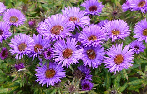 Photograph of asters