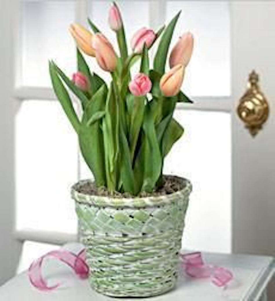 Tulip plant in a woven basket.