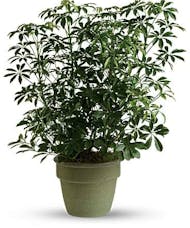 Arbicola Plant