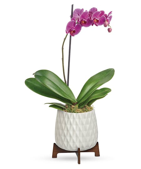 Orchid & Tropical Plants