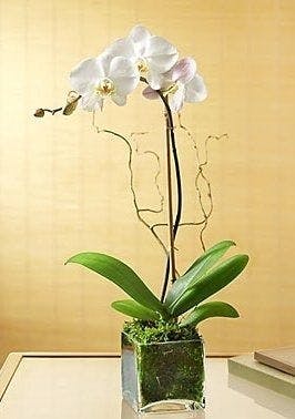 Exotic Orchid Plant Delivery Fort Worth Texas Same Day Hand Delivery